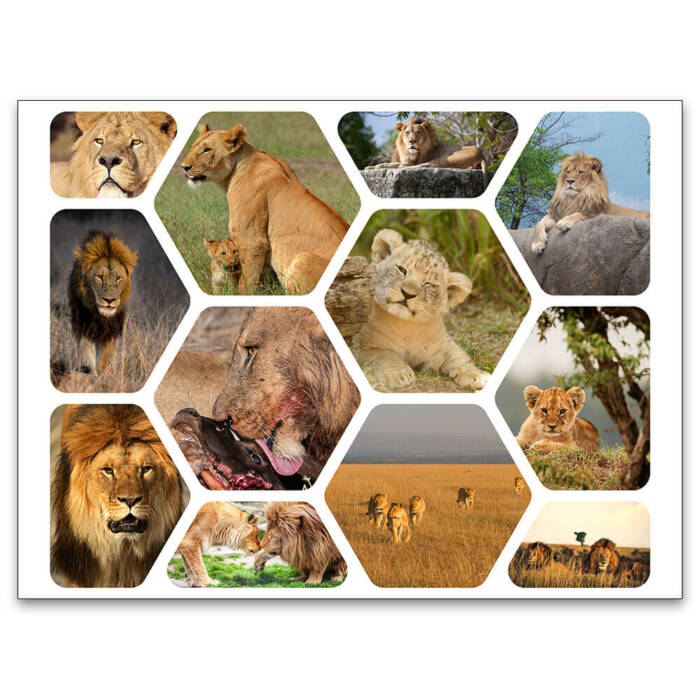 9107 Lion Animal